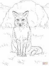 Fox Coloring Red Pages Sitting Printable Supercoloring Drawing Colouring Easy Animals Drawings Adult sketch template