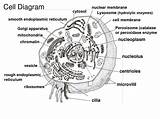 Blank Worksheet Parts Celula Centrioles Venn Vegetal Cytoskeleton Eucariota Thingpic sketch template