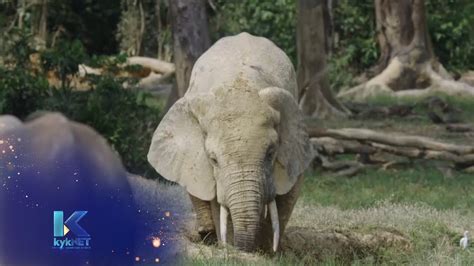 hoe olifante kommunikeer groen kongo reenwoud  ep  kyknet youtube
