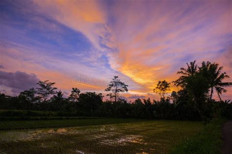 Golden Evening Sky Over Rice Field In Yogyakarta Village Stock Image