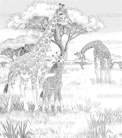 pin na doske giraffes