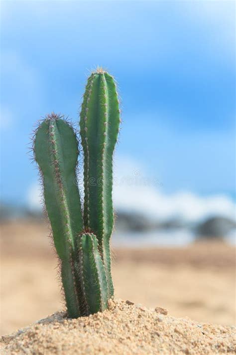 cactus   beach stock photo image  cactus beach