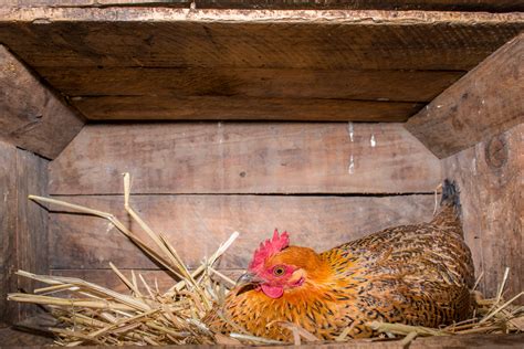 9 Reasons Hens Stop Laying Eggs Blains Farm And Fleet Blog