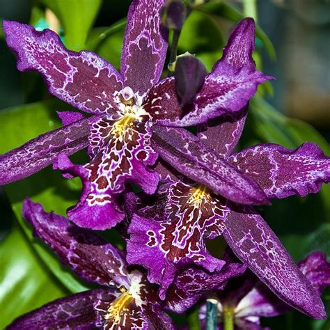 629 Best Orchids Images On Pinterest Amazing Flowers