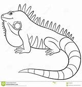 Iguana Coloring Silhouette sketch template