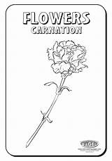 Coloring Carnation Designlooter Flowers sketch template