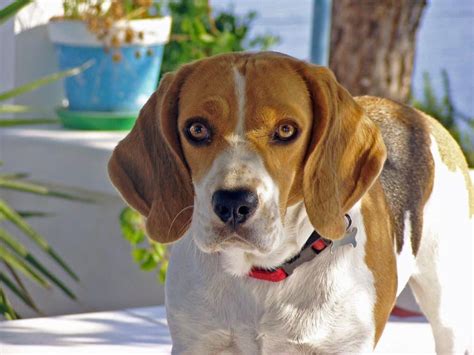 adopting  beagle lens  leash