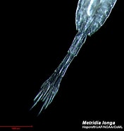 Afbeeldingsresultaten voor "metridia Longa". Grootte: 176 x 185. Bron: www.arcodiv.org