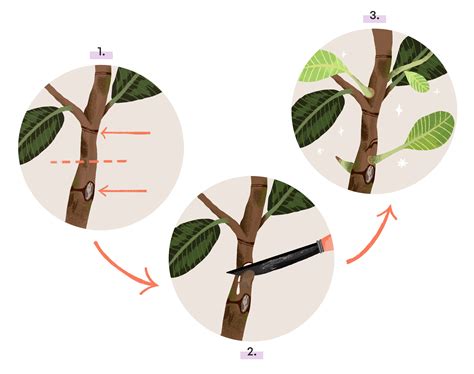 branching    shape  houseplants