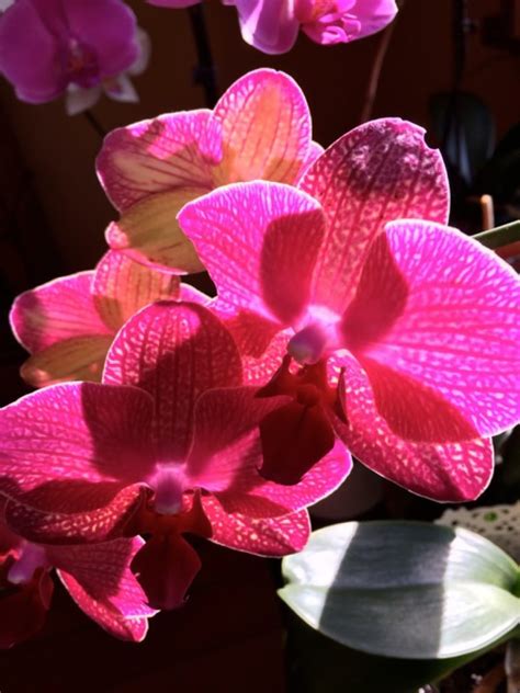 Suggestive Romantic Sexy Orchids Cbc Radio