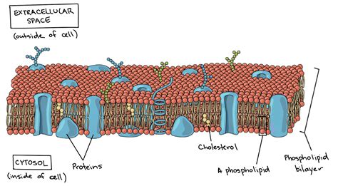 senthil prabhu sivasamy cell biology bacterial cell membrane