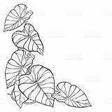 Taro Colocasia Esculenta Bunch Leaves Blad Ears Installatie Overzichts Tropisch Olifantsoor Hatasinincozumu sketch template