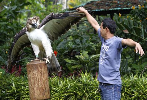 endangered philippine eagles reintroduced  nature chinaorgcn