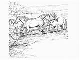 Colorir Cavalos Desenhos Kleurplaten Paarden Stal Montaria Coloringcity Paard Mewarn15 sketch template
