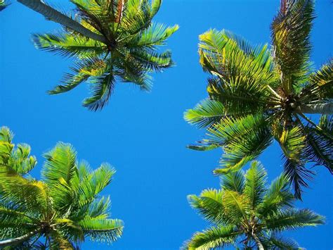 bild liegen unter palmen zu hotel punta bonita beach resort  las