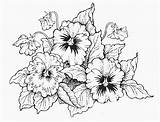 Coloring Pages Adult Pansies Color Flower sketch template