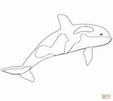 Coloring Whale Killer Orca Pages Kids Printable Color Drawing Beluga Template Whales Supercoloring Realalistic Fresh Getcolorings Paper Getdrawings Print Drawings sketch template