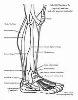 Muscles Coloring Leg Foot Calf Anatomy sketch template