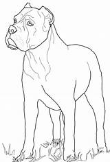 Corso Cani Colorare Disegni Dog Terrier Highland Kolorowanka Ausmalbilder Facili Supercoloring Printable Whippet Mastiff Chien Kolorowanki Razze Gatti Insieme Italiano sketch template
