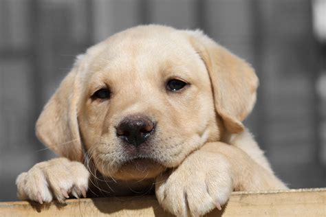 labrador retriever history personality appearance health  pictures