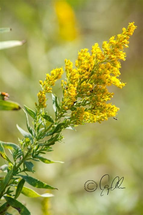 golden rod nebraskas state flower wildflowers pinterest