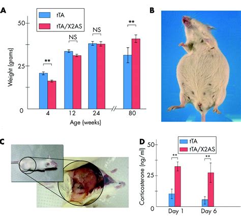 A Transgenic Mouse Bearing An Antisense Construct Of Regulatory Subunit