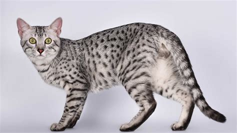 long tail cat breeds fluffy tails