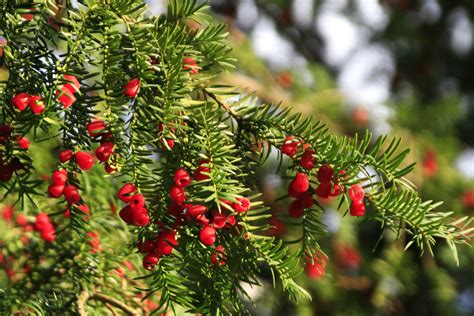 trees  red berries  favorite red berry trees homes gardens