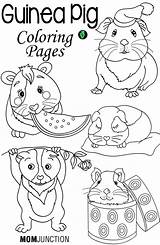 Guinea Pig Coloring Pages Printable Pigs Book Print Number Cute Kids Care Top Template Adorable Animal Ginnie Online Momjunction Popular sketch template