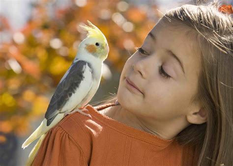 birds   great pets  kids