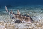 Afbeeldingsresultaten voor "heterodontus Japonicus". Grootte: 150 x 100. Bron: www.sharksandrays.com
