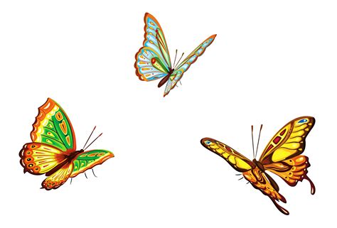 butterflies image   butterflies image png images