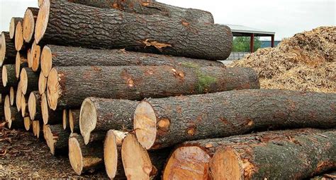 log timber profiles