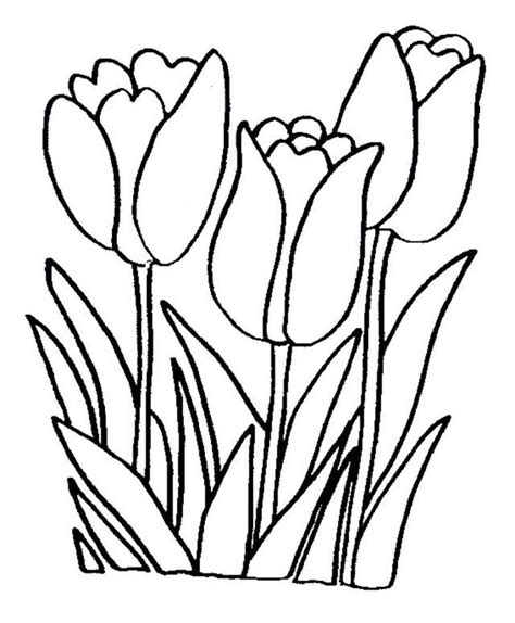 tulip coloring book  kids printable flower coloring pages easy