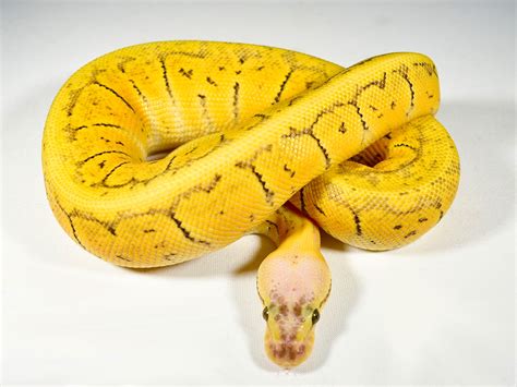 Orange Dream Pinstripe Super Pastel Morph List World Of Ball Pythons