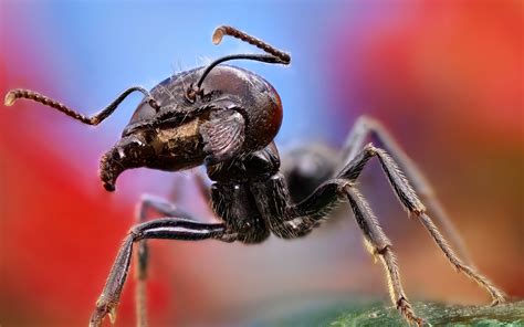 Ant Close Up Wallpaper 2560x1600 11408