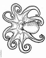 Coloring Octopus Pages Printable Color Realistic Colouring Print Drawing Printables Adult Book Kids Clipartmag Getdrawings Drawings Getcolorings sketch template