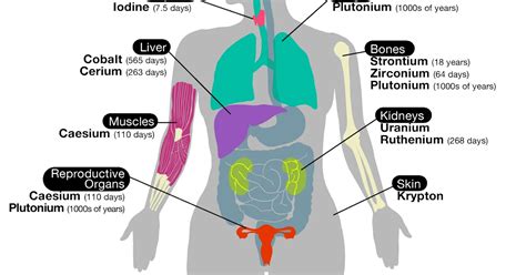 anatomy of internal organs female female internal organs in 2020