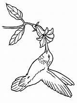Coloring Hummingbird Pages Bird Flower Adult Embroidery Patterns Hummingbirds Drawing Humming Coloring4free Printable Birds Print Tree Template Books Colouring Para sketch template