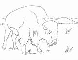 Coloring Pages Archaeology Museum Fraser Simon University Bison Pdf sketch template