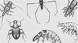Macroinvertebrates sketch template