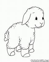 Lamm Agnello Cordeiro Cordero Agneau Passeggiata Ovejas Pecore Colorkid Kleines Spaziergang Goats Ziegen Schafe Pied Cabras Capre Colorier sketch template