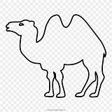 Camello Kamel Bactrian Ausmalbilder Dromedary Boyama Unta Deve Menyusui Menggambar Mewarnai Binatang Lain Ilosofia Ultracoloringpages Pngegg Edding Sayfalari sketch template