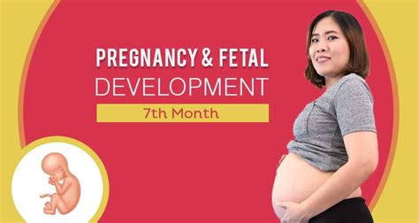 Seventh Month Of Pregnancy Care Diet Symptoms And Fetal Development