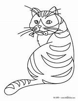 Cat Fish Eating Coloring Pages Color Animal Drawing Hellokids Animals Kids Drawings Print Anime sketch template