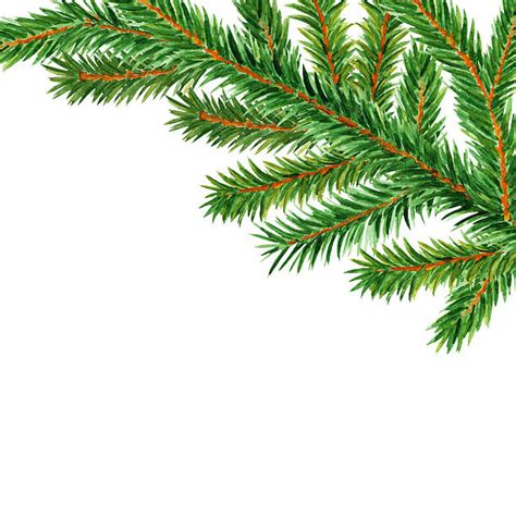 douglas fir tree illustrations royalty  vector graphics clip art istock