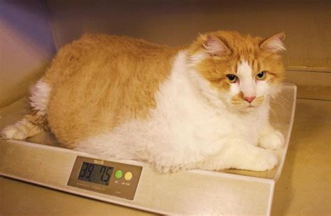 Meet Garfield World’s Fattest Cat As Lazy As Cartoon