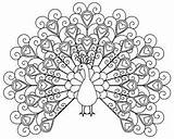 Peacocks Coloring Kids Pages Simple Printable sketch template