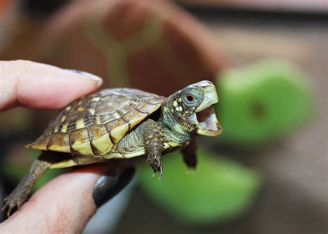 ideas  baby turtles  pinterest cute turtles pictures