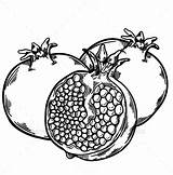 Pomegranate Juicy Pomegranates Half Fruit Clipartmag Higos sketch template